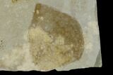 Mississippian Fossil Sea Squirts (Tunicates) - Montana #149146-2